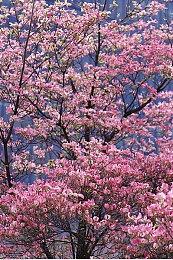 CDPR确定《赛博朋克2077》DLC将于2023年发布